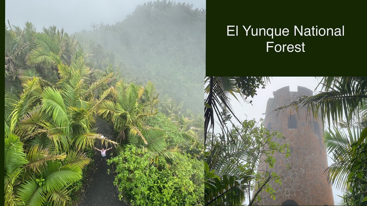 A Day in El Yunque National Forest, Puerto Rico!