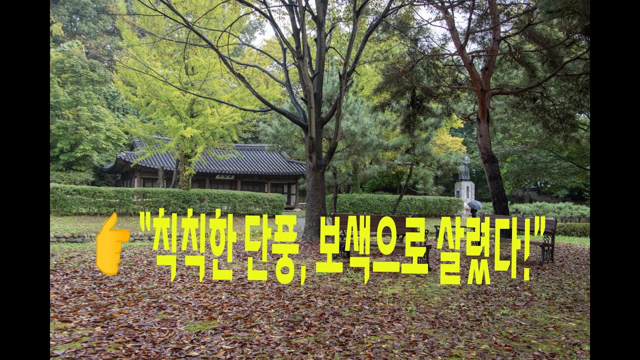 칙칙한 가을 단풍, 색상표 보색관계로 되살리기 🍁｜HSL 채도 보정으로 생생한 컬러 복원