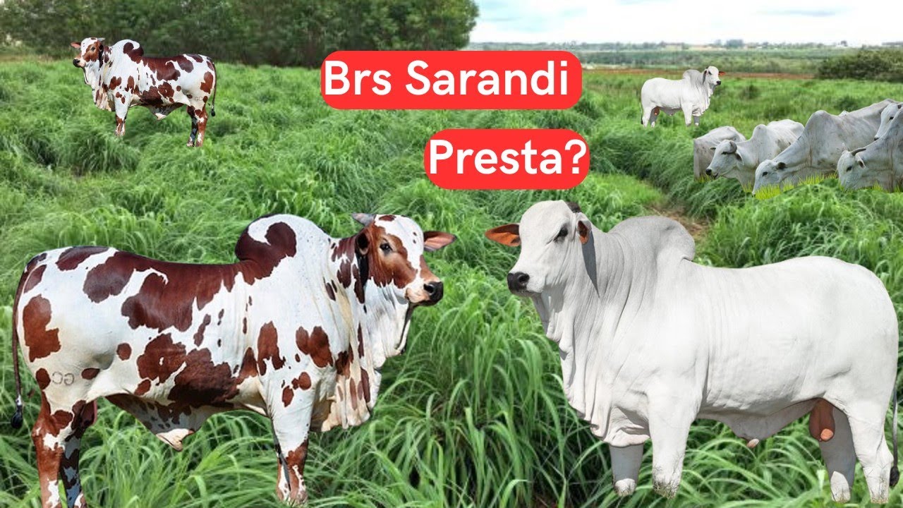 Vantagens e desvantagens do Brs Sarandi #gado #nordeste #boi #pastagens #raçao