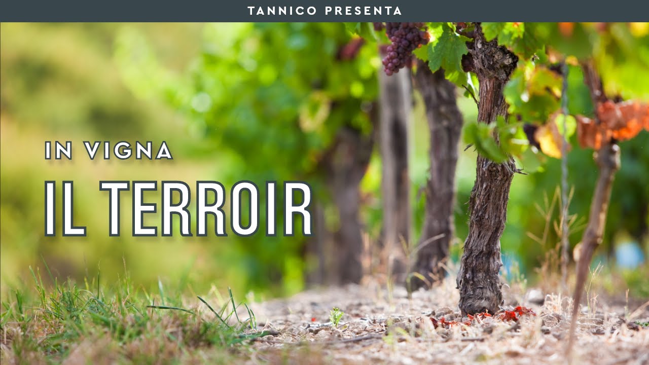 Cos'è il terroir e come influenza le caratteristiche organolettiche del vino | Tannico Flying School