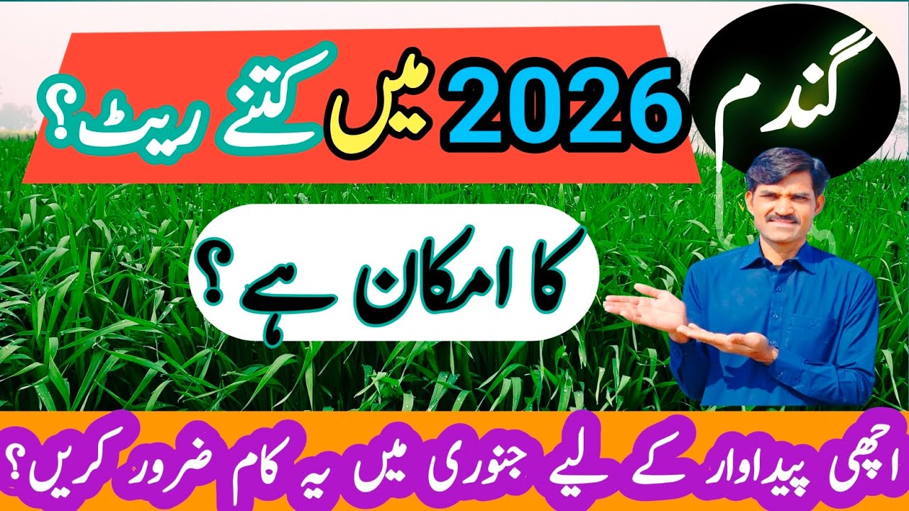 Accepted Price of Wheat in 2026 | Wheat Rates 