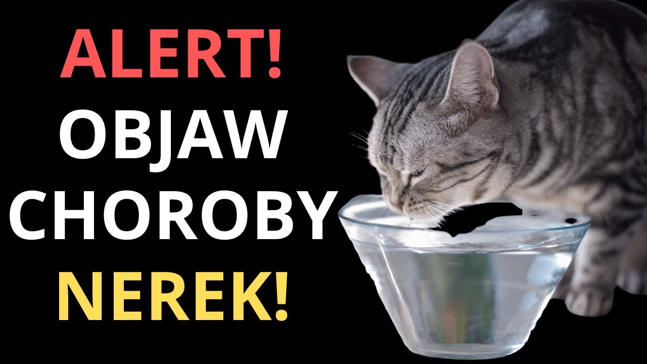 Twój kot ma CHOROBĘ NEREK, jeśli robi TO!