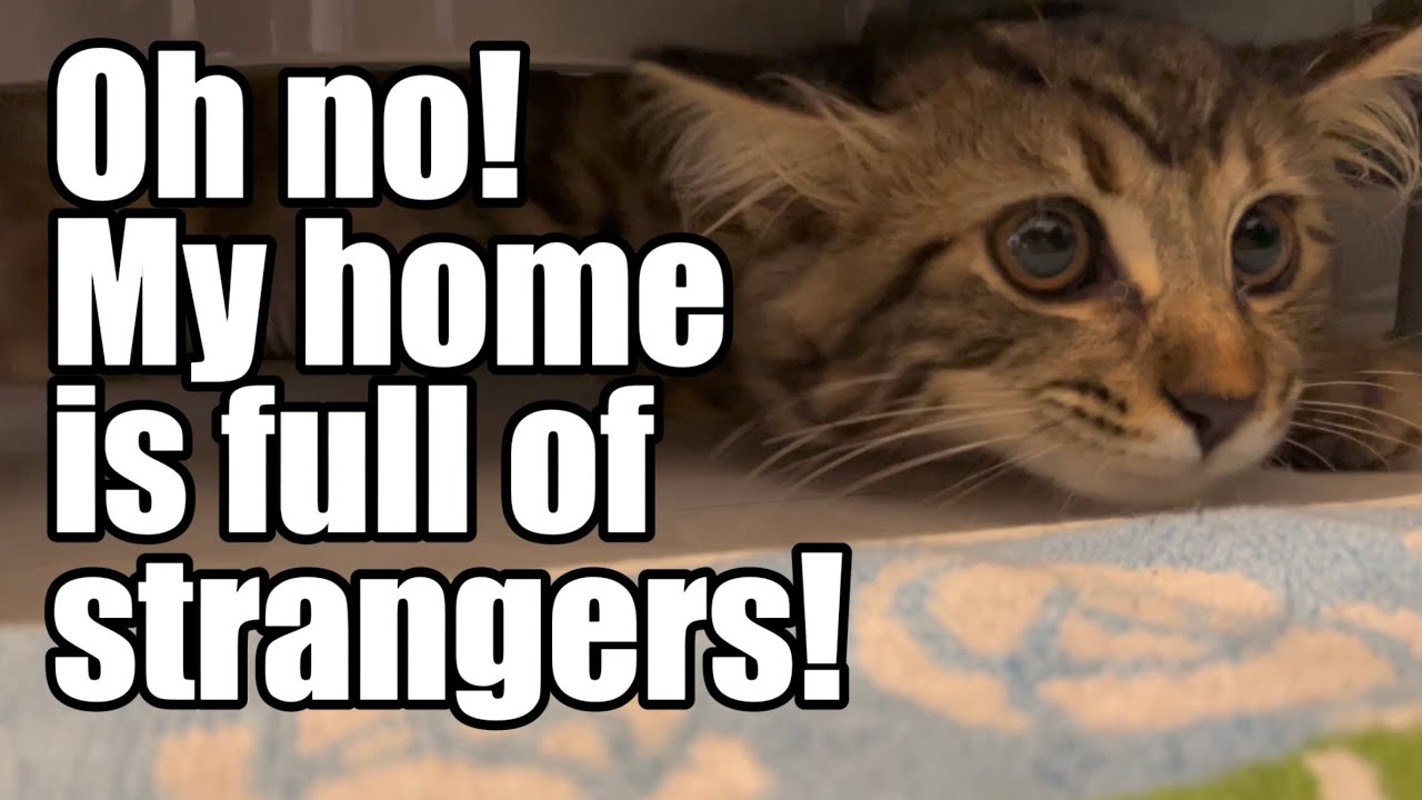 Oh no! My home is full of strangers
