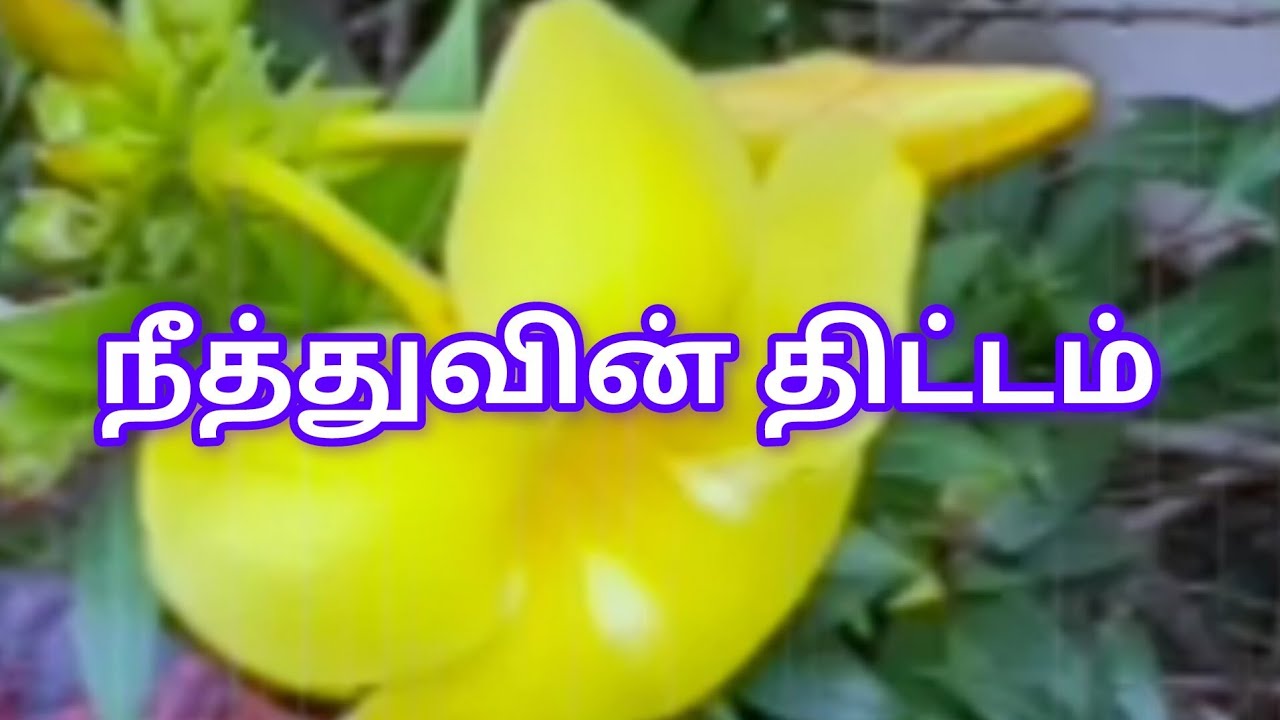 Siragadikka Aasai Prediction |2nd to 3rd February 2026|நீத்துவின் திட்டம் |என் கணிப்பு  