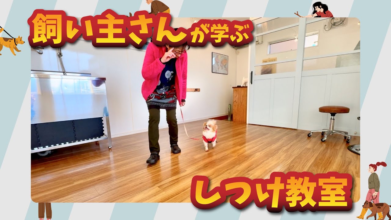 【飼い主さんが学ぶしつけ教室】チワワのハルくん｜初級編・完成回