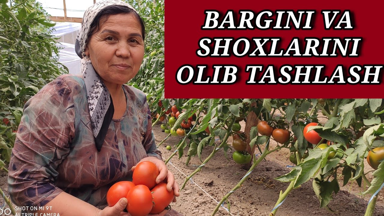Pomidorni ostidan beriladigan oʻgʻitlar hamda  keraksiz bargini, shoxlarini olib tashlash boʻyicha..
