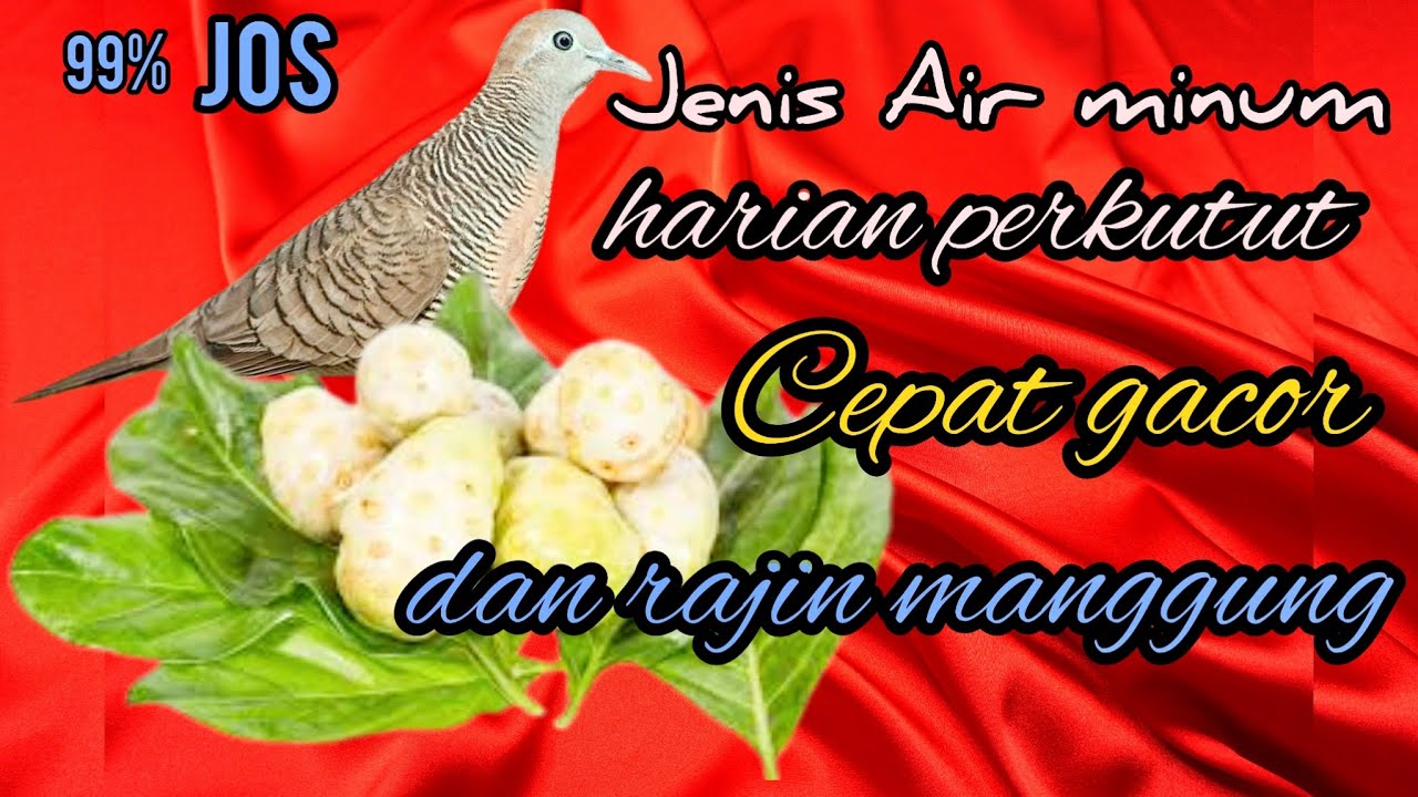 jenis air minum harian perkutut |  cepat gacor dan rajin manggung