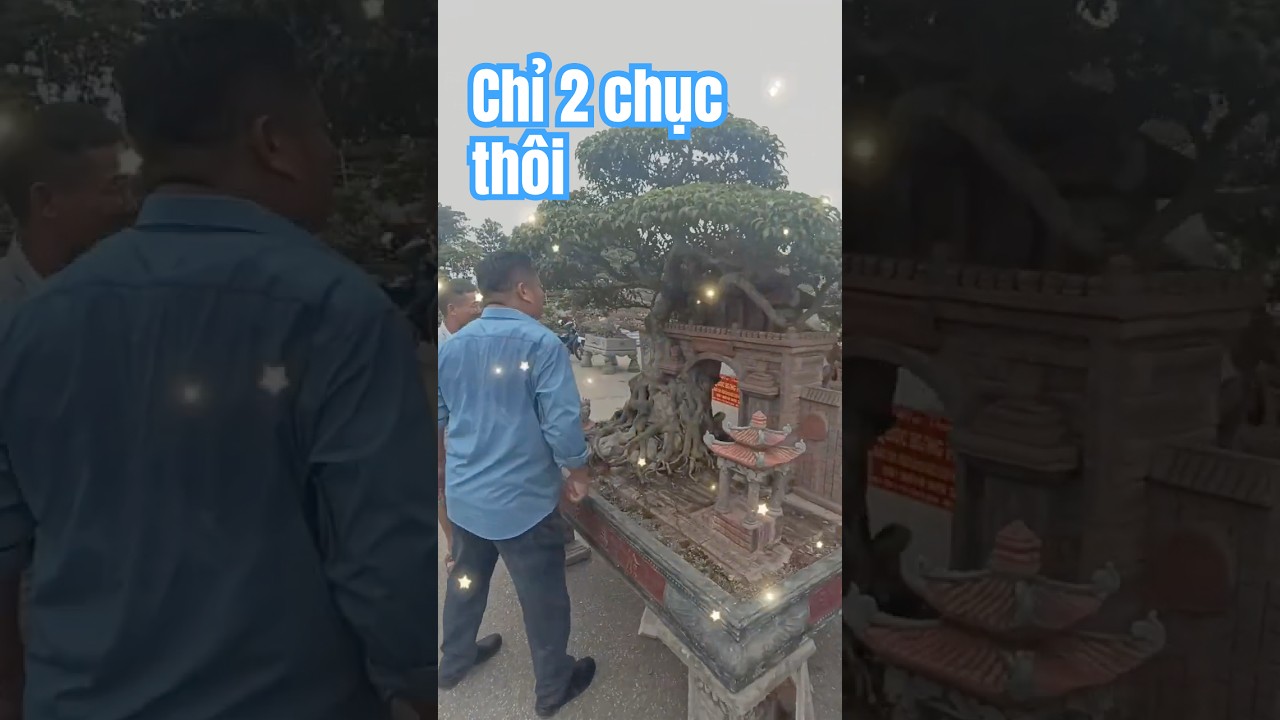 Chỉ hai chục th&ocirc;i | G&atilde; Đầu Bạc - Vua T&ugrave;ng #gadaubac #tunglahan #bonsaitree  #caycanh #bonsai