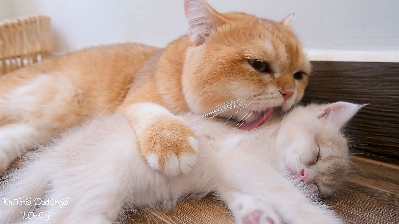When dad cat wakes up, kittens also falls asleep. The cat family is so funny.