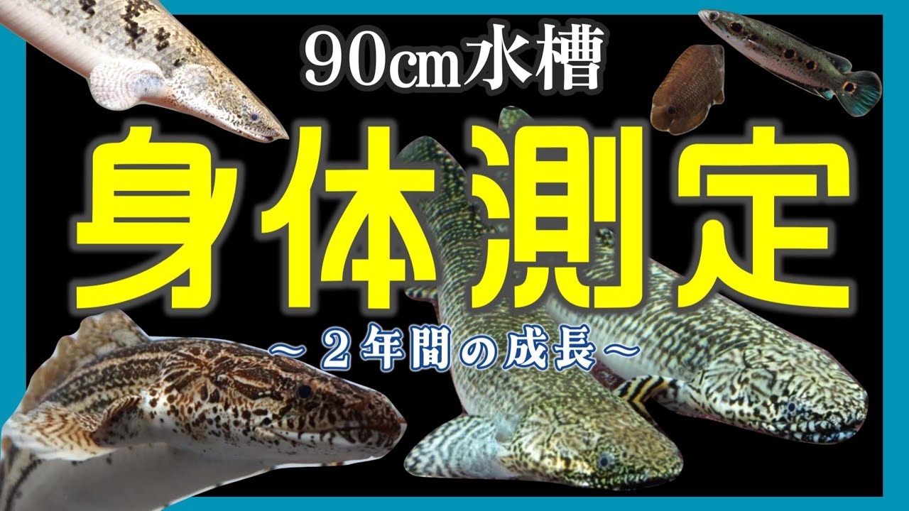 【アクアリウム】90㎝水槽の身体測定～２年間の成長～