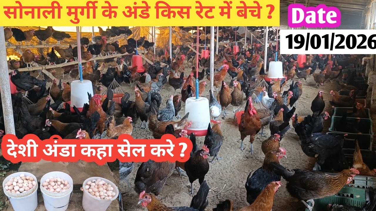 सोनाली मुर्गी के अंडे कहा बेचे || किस रेट में बेचे || पूरी जानकारी इस विडियो में 👍