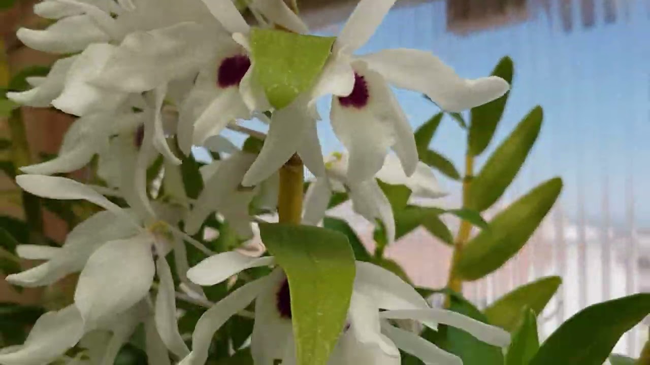 DENDROBIUM NOBILE SEGUNDA FLORACION ANUAL