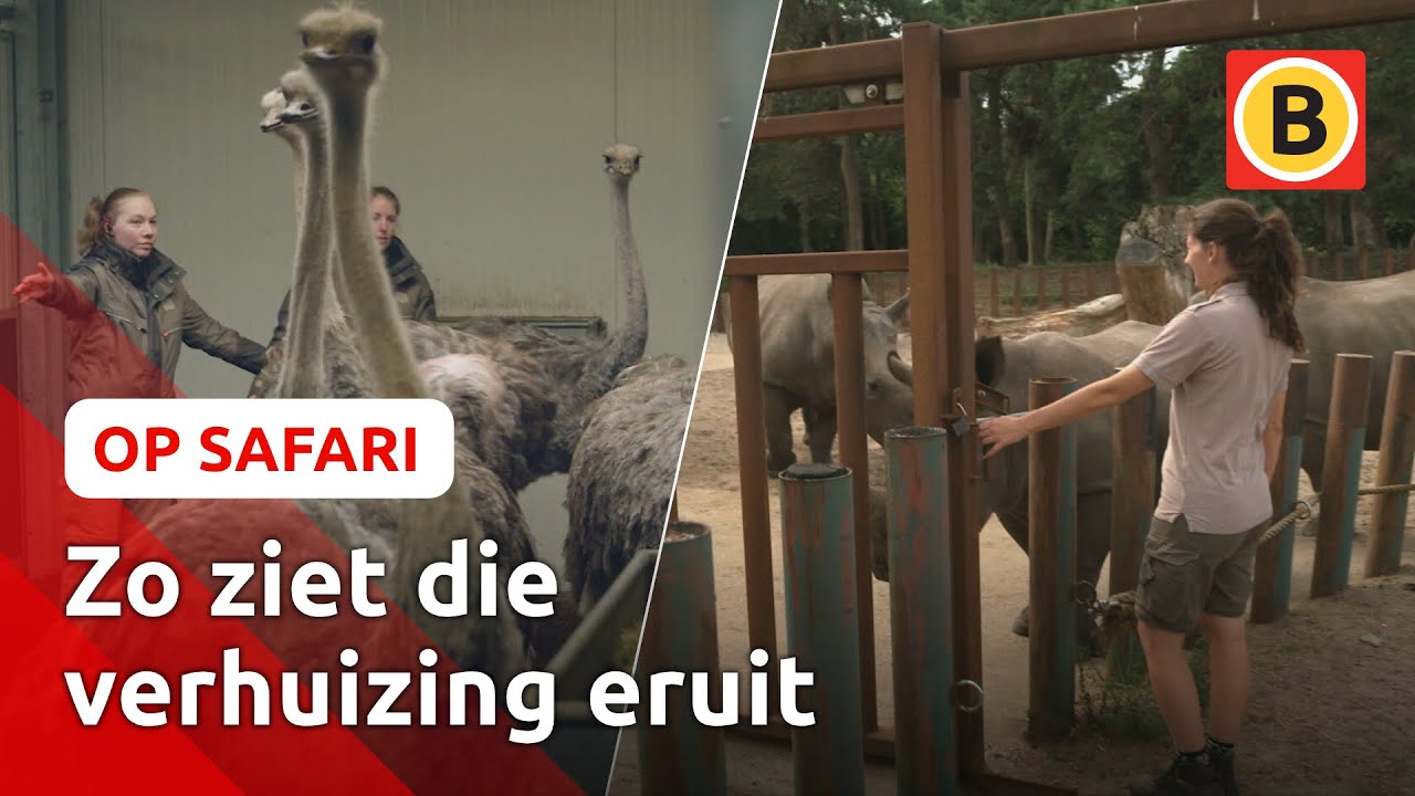 Eerste BEWONERS bij NIEUW Resort hotel 🦏 | Op Safari