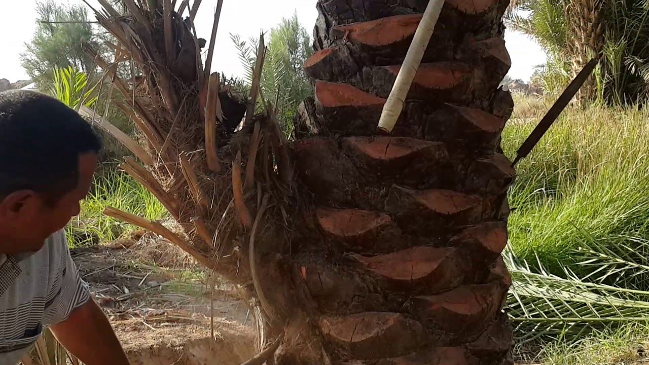 هل تنجح زراعة الراكوب (الراضوع)في فسيل النخل أو ما يسمونه بالنغل  الشيخ حميد عبد الرحمن حميد السكوك