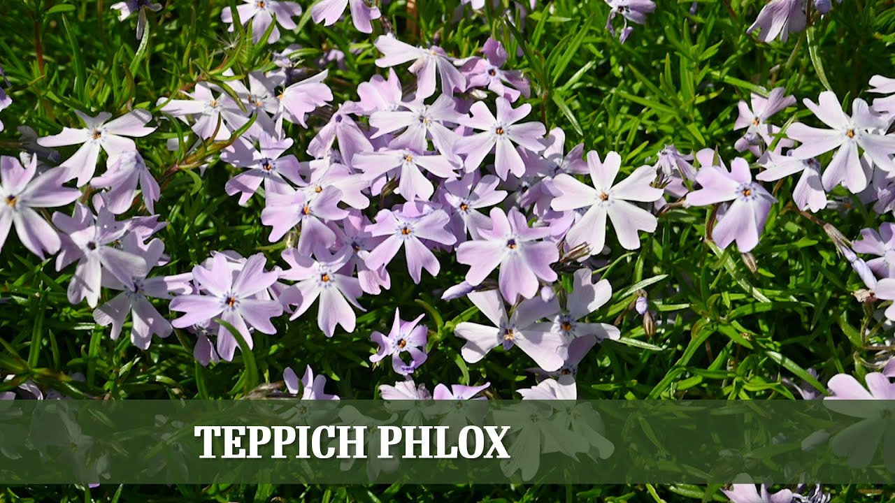 Teppich Phlox - Ein bl&uuml;hender Teppich f&uuml;r den Garten