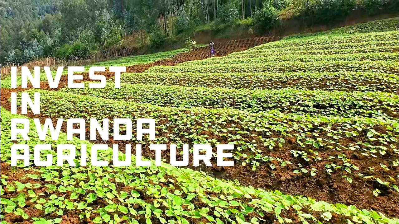 Agriculture: Rwanda's Biggest Investment Opportunity