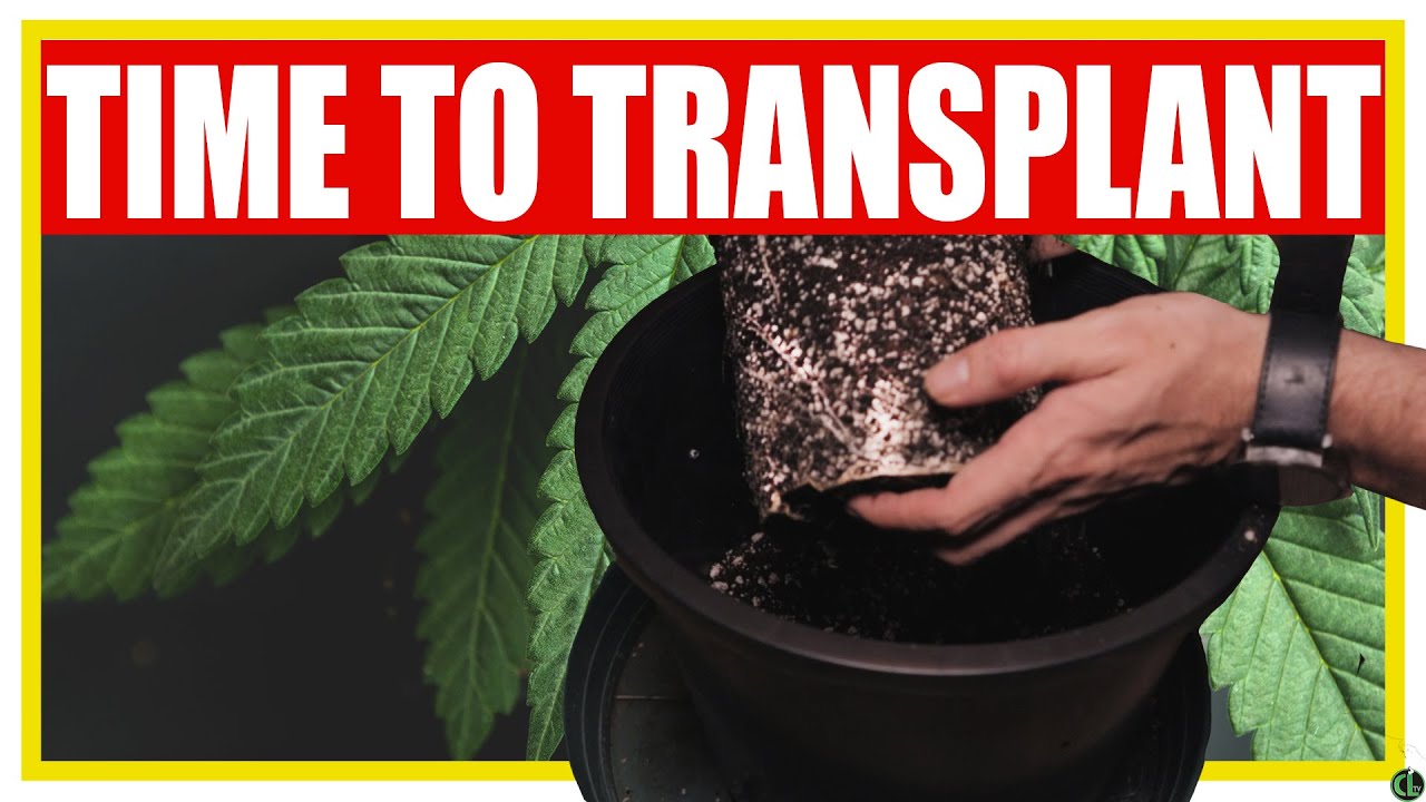 When & How to Transplant [FROM START TO FINISH]