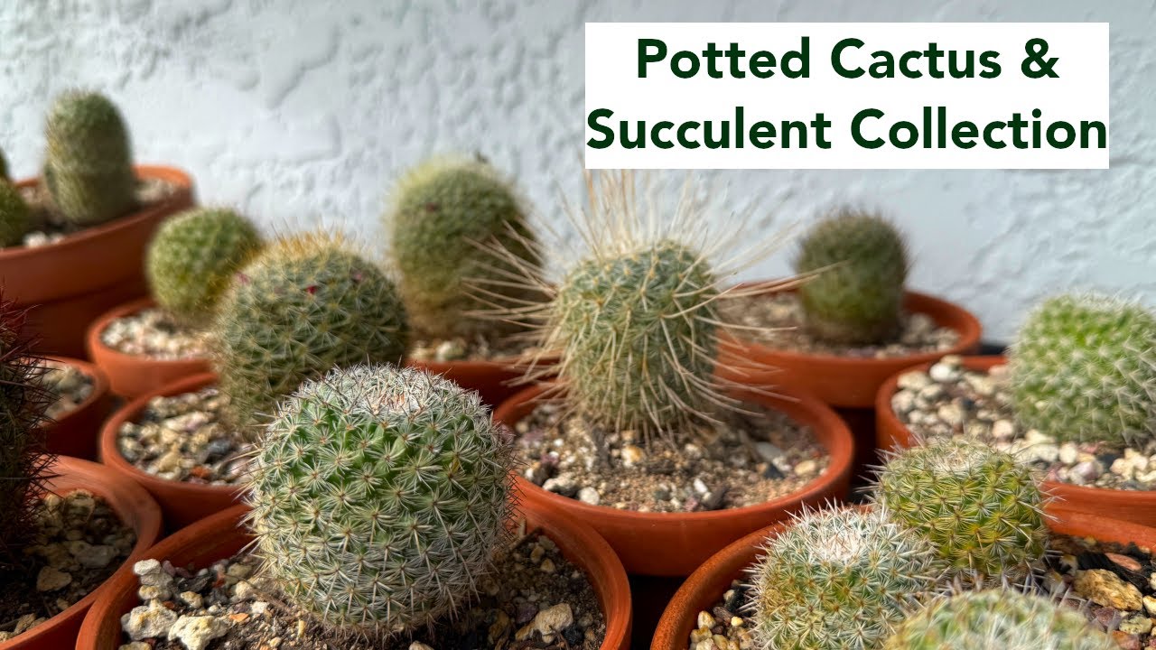 Potted Cactus & Succulent Collection Tour - Winter 2025