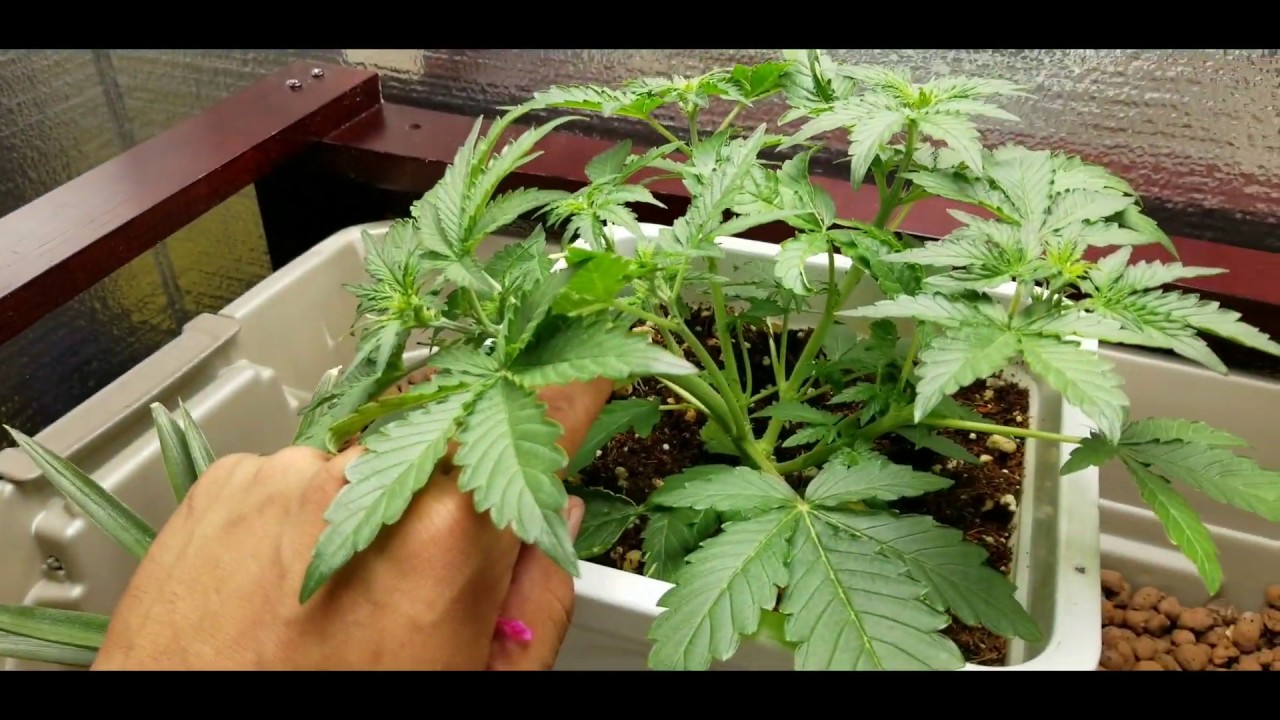 Mars-hydro's TS1000 grow test: Auto Colorado cookies week 3