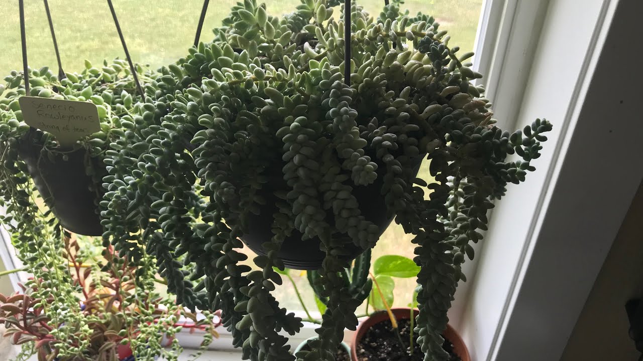 My Secret Weapon For Repotting Donkey And Burrow’s Tail With Minimal Damage