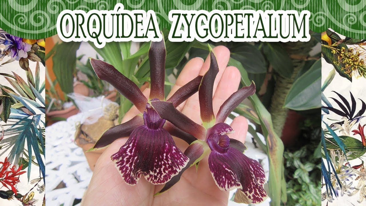 Como cultivar a orquídea Zygopetalum? | Canal da Re