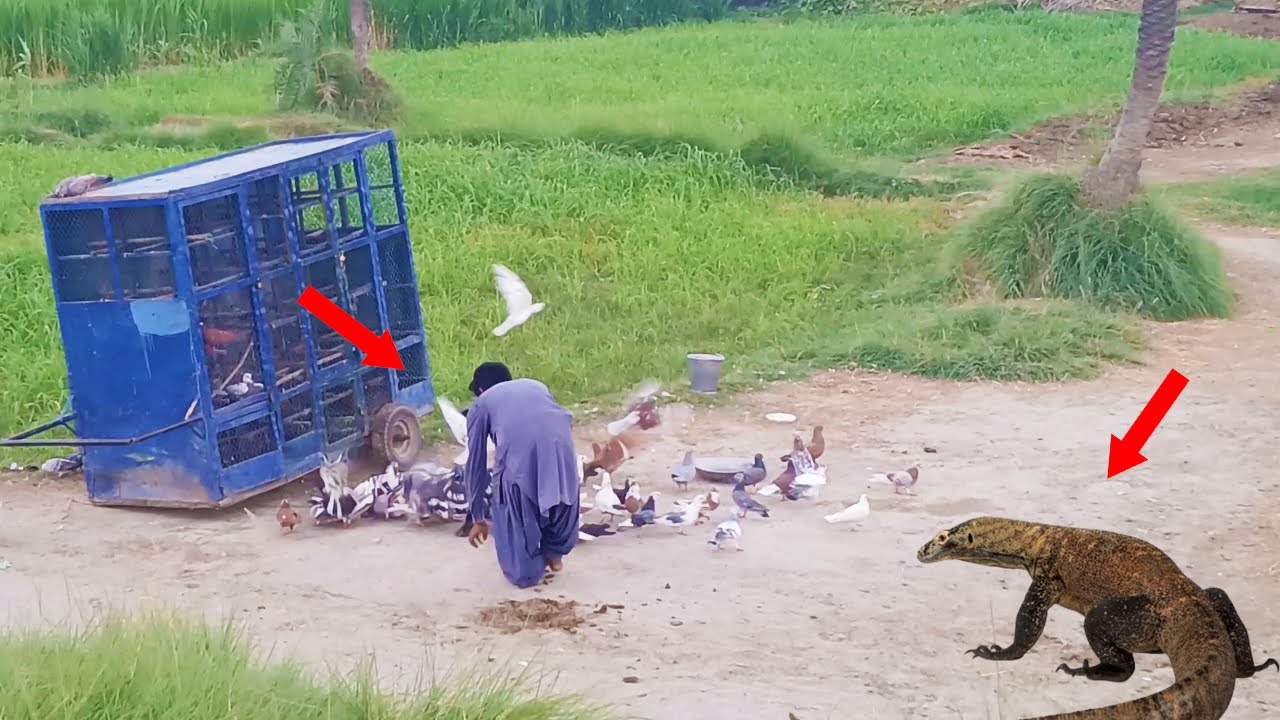Racer Pigeon par Dragon ka Attack - ریسر کبوتر پر ڈریگن کا حملہ