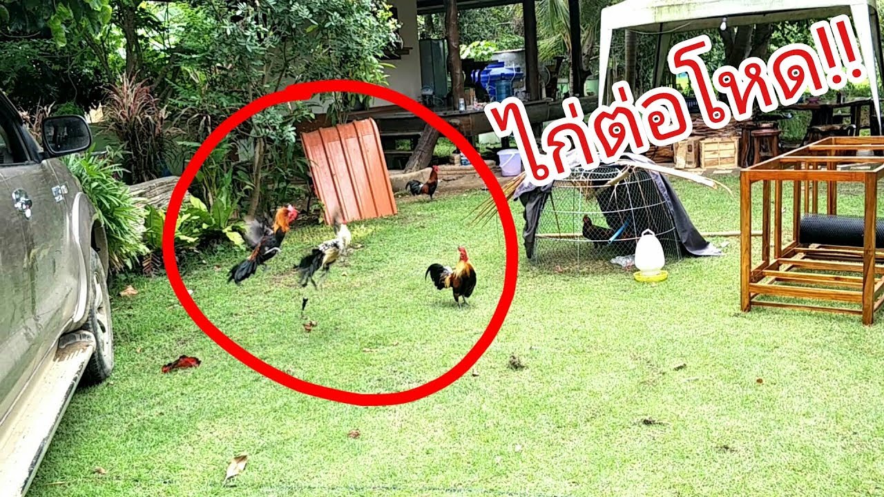 ไก่ต่อลูกผสมพม่าผสมไก่ป่า ไก่ต่อพันธุ์ดี