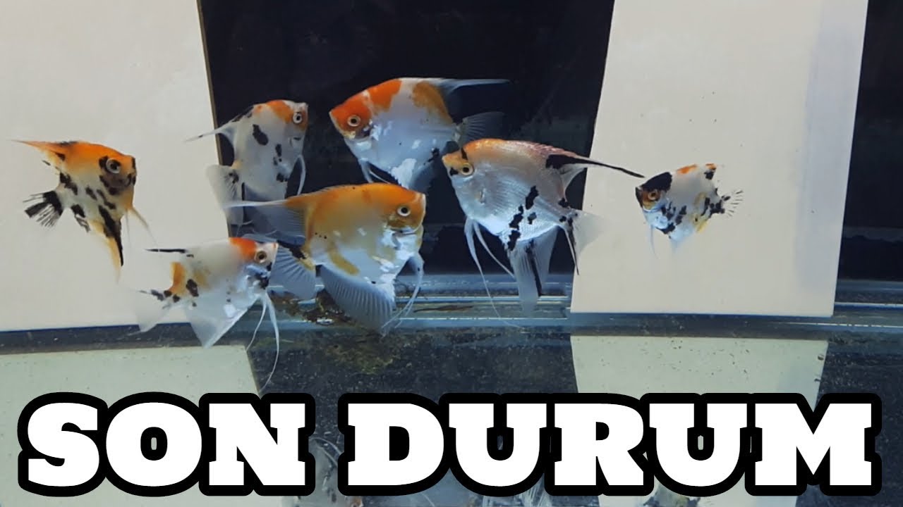 Melek Vlog #63 (Son Durum)