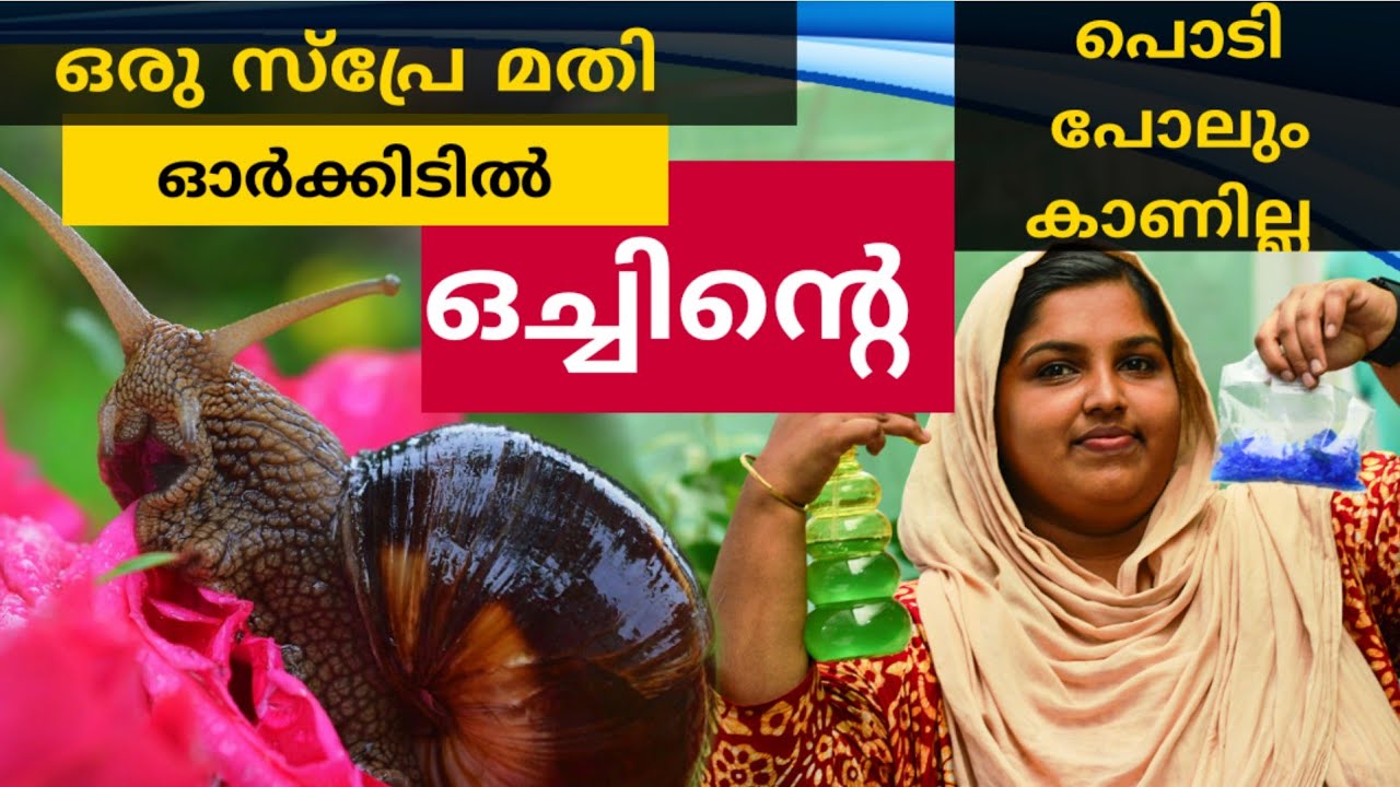 ഇത് തളിച്ചാൽ ഓർക്കിഡിൽ ഒച്ചിന്റെ പൊടി പോലും കാണില്ല || HOW TO REMOVE SLUGS AND SNAILS IN ORCHIDS