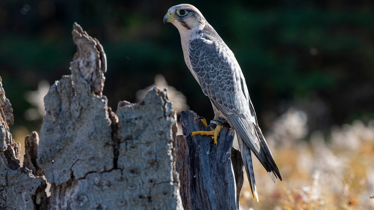Lanner Falcon call / sounds / Vocals