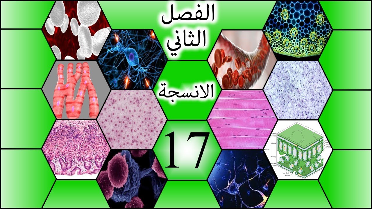طريقة رسم العضلات القلبية للسادس الاعدادي-الفصل الثاني