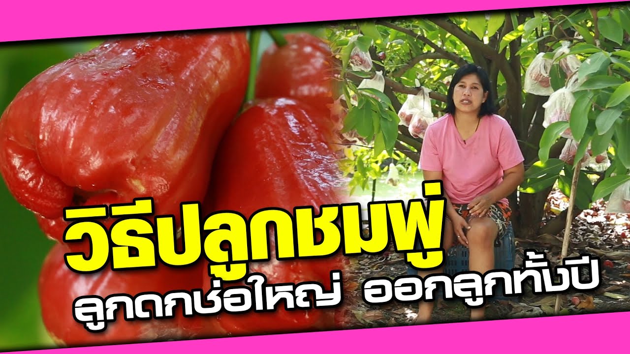 วิธีชมพู่ทับทิมจันทร์ บำรุงถึง ออกลูกได้ทั้งปี | เกษตรรวย