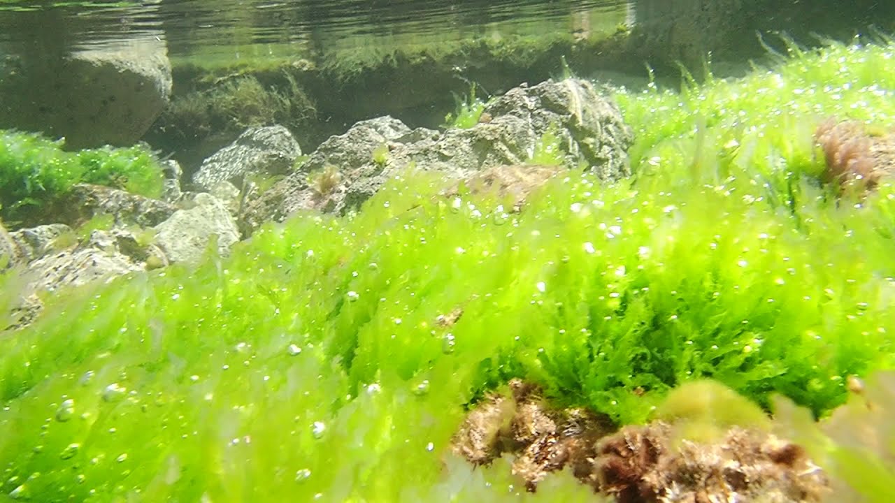 Cogiendo el alga verde Ulva sp. en Banyalbufar