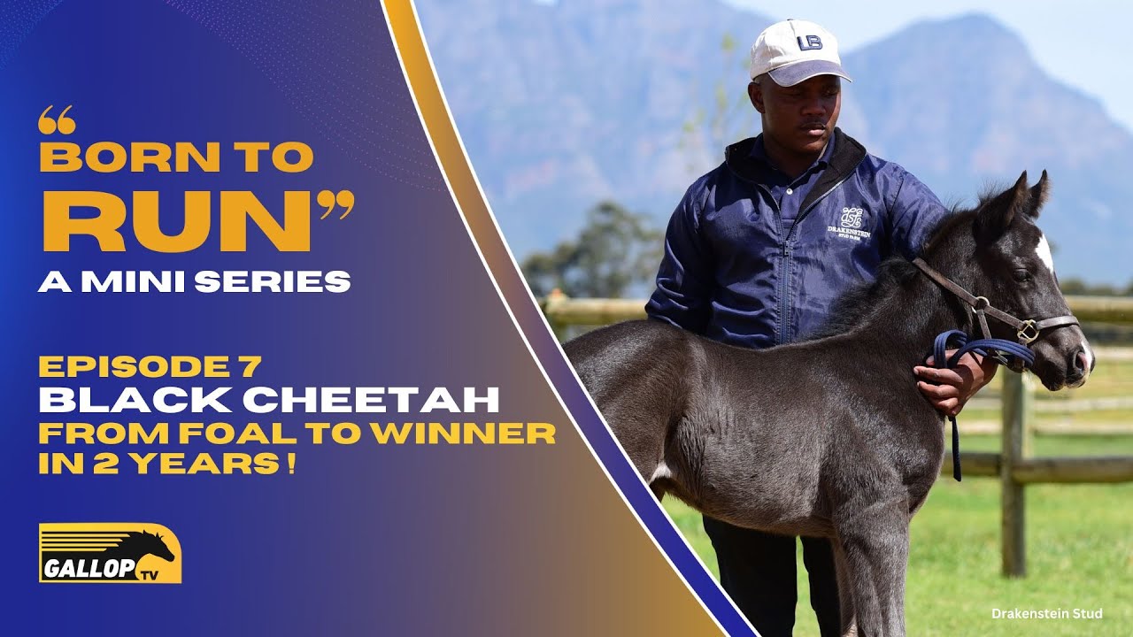 BORN TO RUN : BLACK CHEETAH Foal To Winner In 2 Years