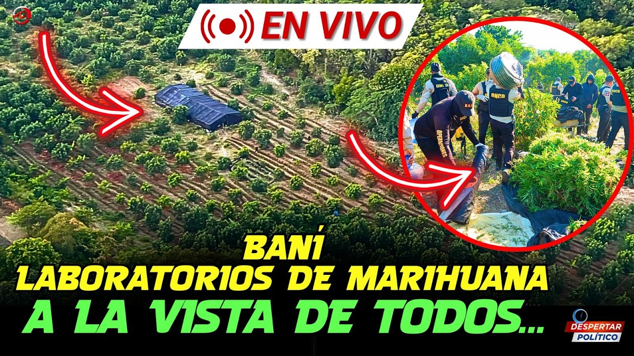 BANI: LABORATORIOS DE MARIHUANA A LA VISTA DE TODOS