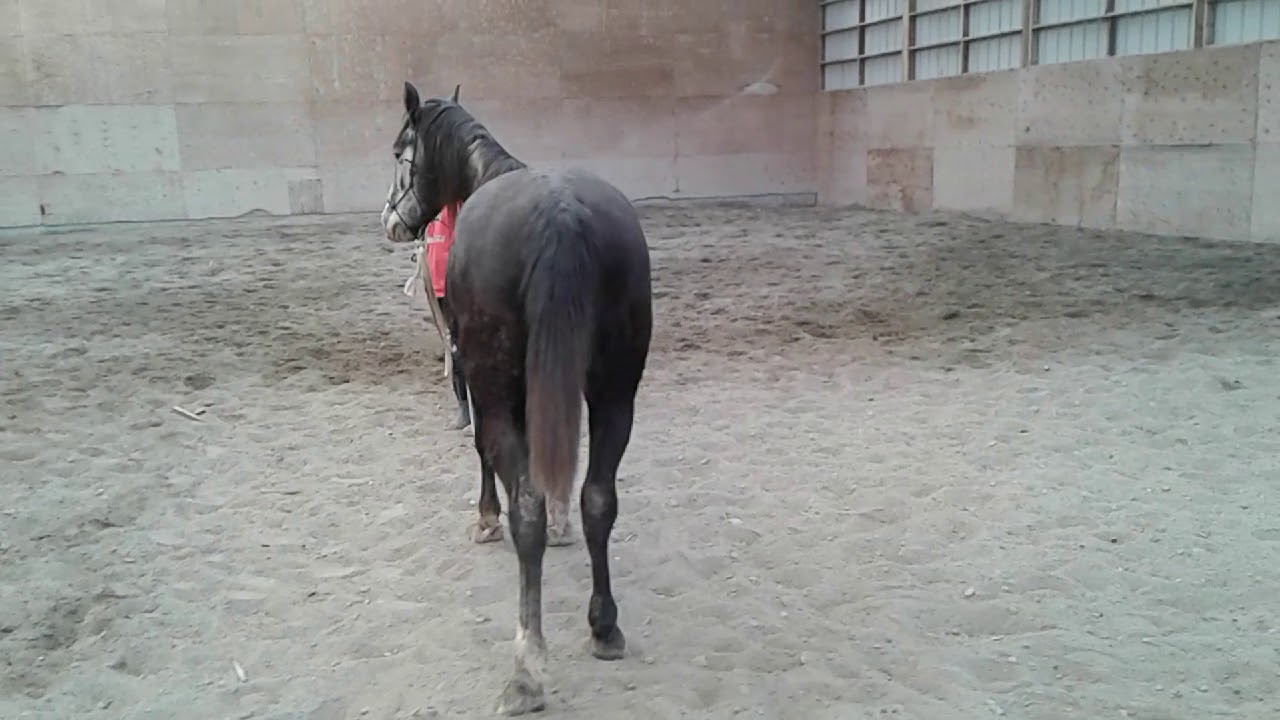Khobalt 2015 gelding dutch warmblood cross