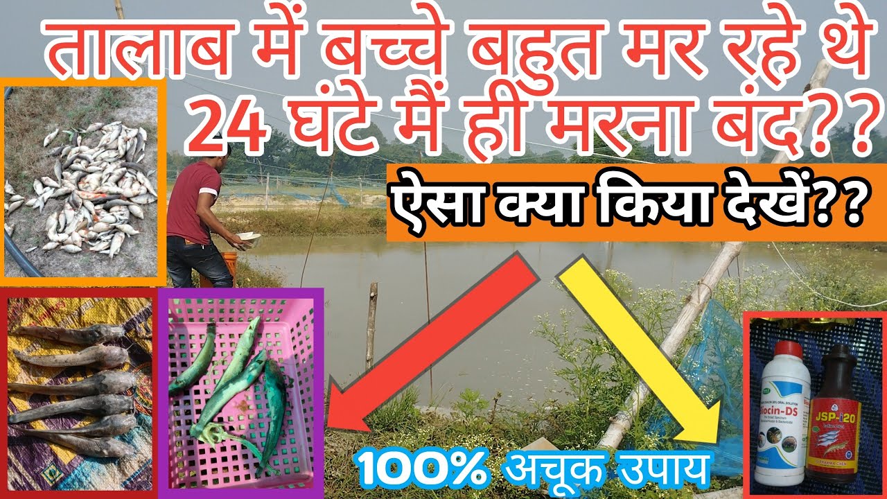 मछली मरने के प्रमुख कारण ||नर्सरी तालाब में मछली मरने के प्रमुख कारण ||#fishdisease #fishdishes