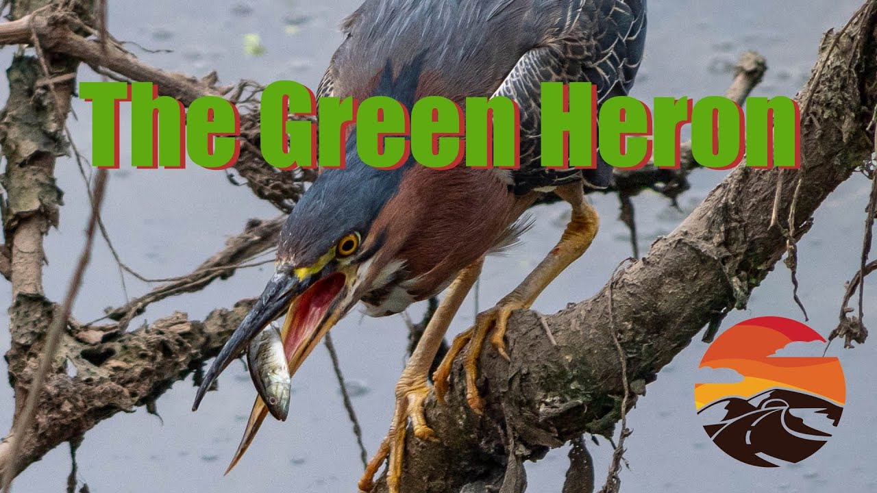 The Green Heron