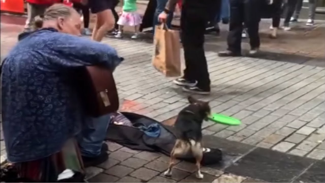 Busking dog helps collect donations for its owner