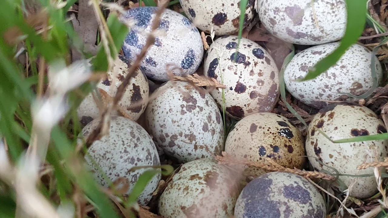 Free Ranging quails in my backyard - Part 2