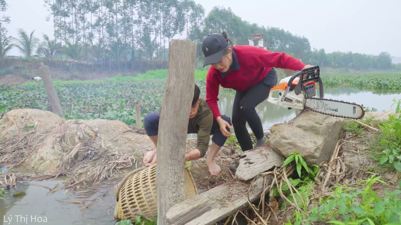 Shocking! Many Giant Frogs Inside Tree Trunk, Woman Fights Back with Chainsaw - What Happens Next ?