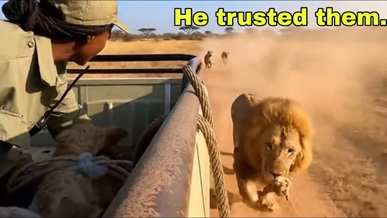 A Lion Trusted Humans With His Cub | Wildlife Documentary