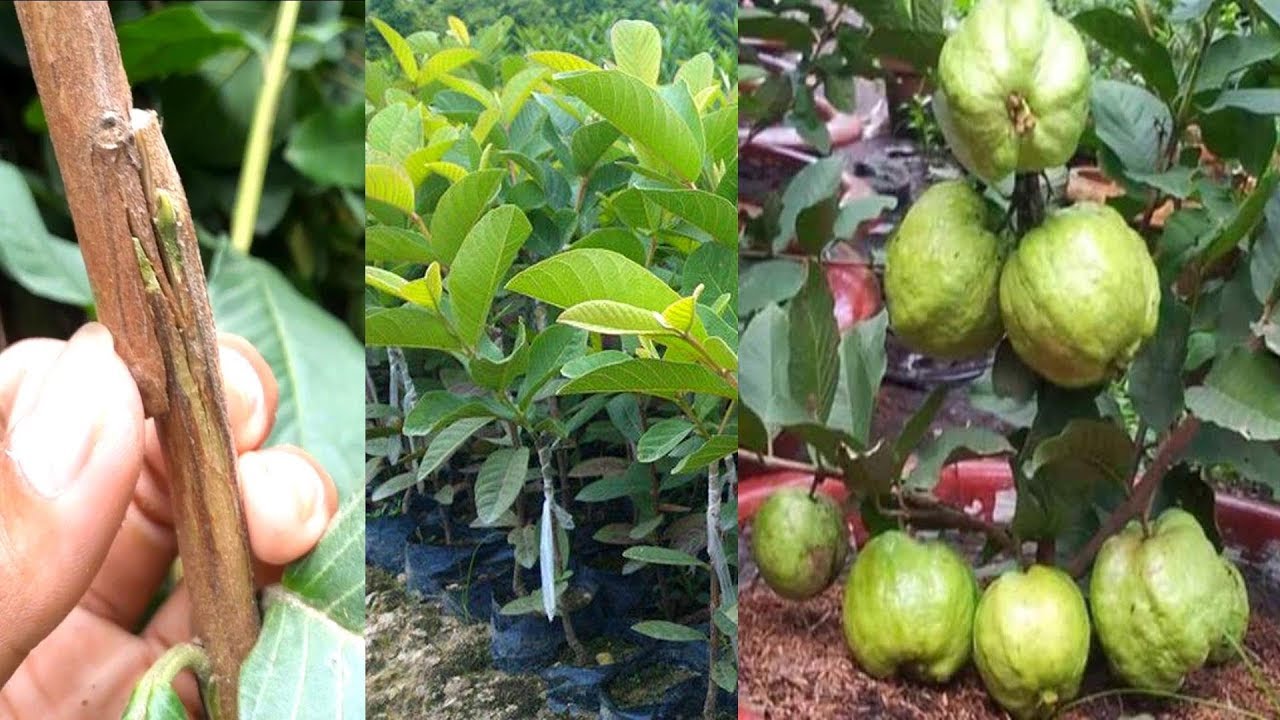 Guava Z Grafting Technique That Works 100%