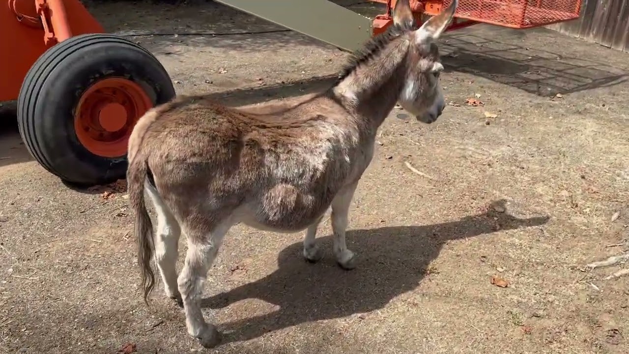The Donkeys Get Let In The Front Yard | The MOVIE Part 2
