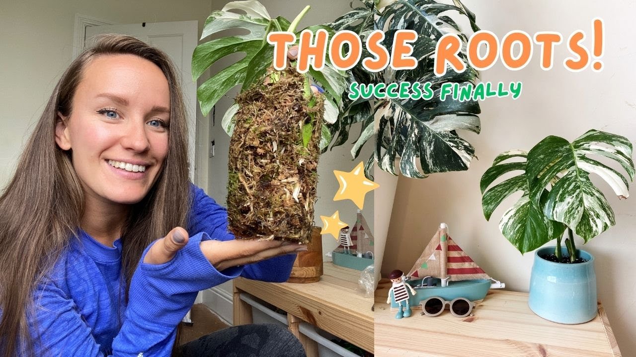 Finally Repotting my Moss Props | Variegated Monstera
