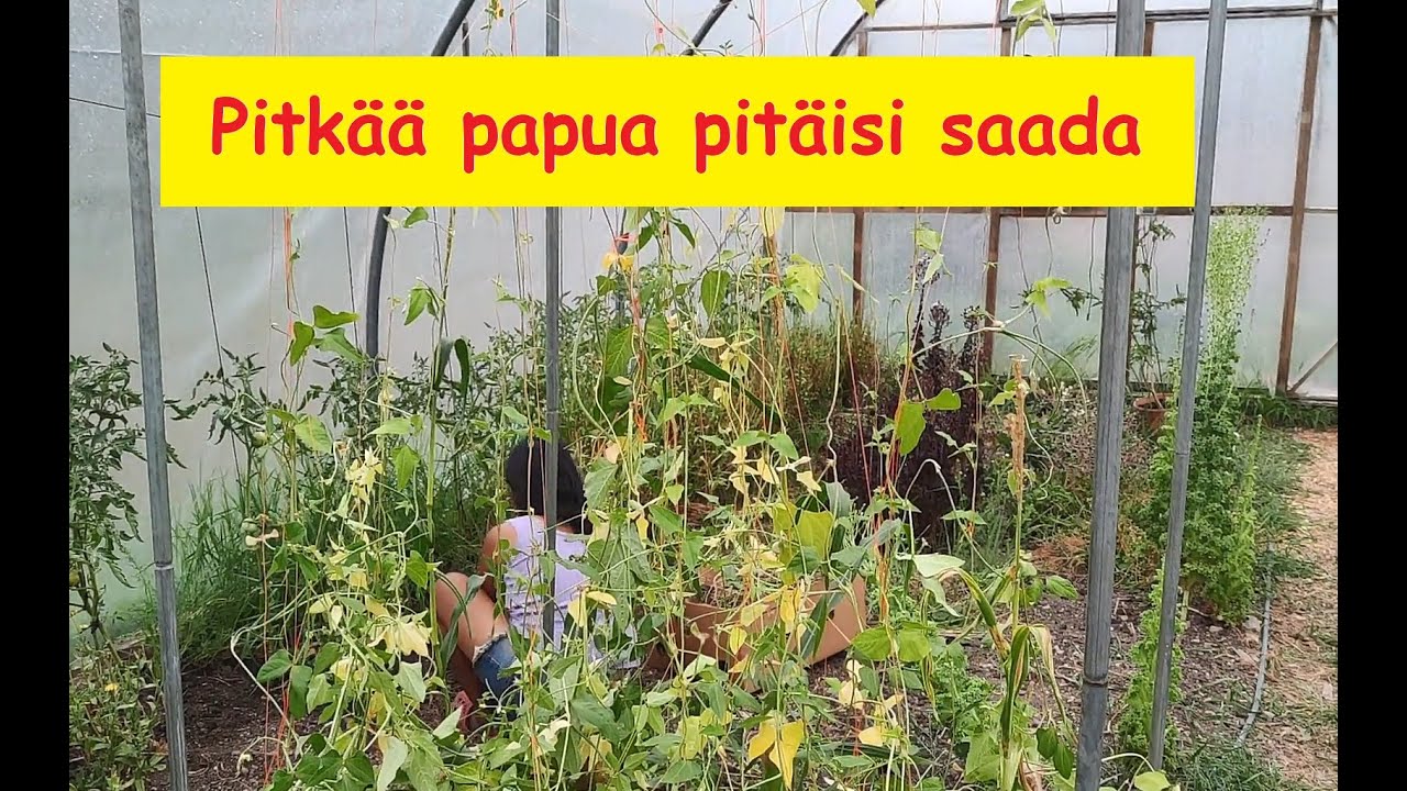 Pavun kasvatuksen opettelua