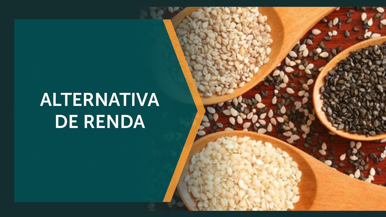 Gergelim está sendo considerado promissor para o agro brasileiro