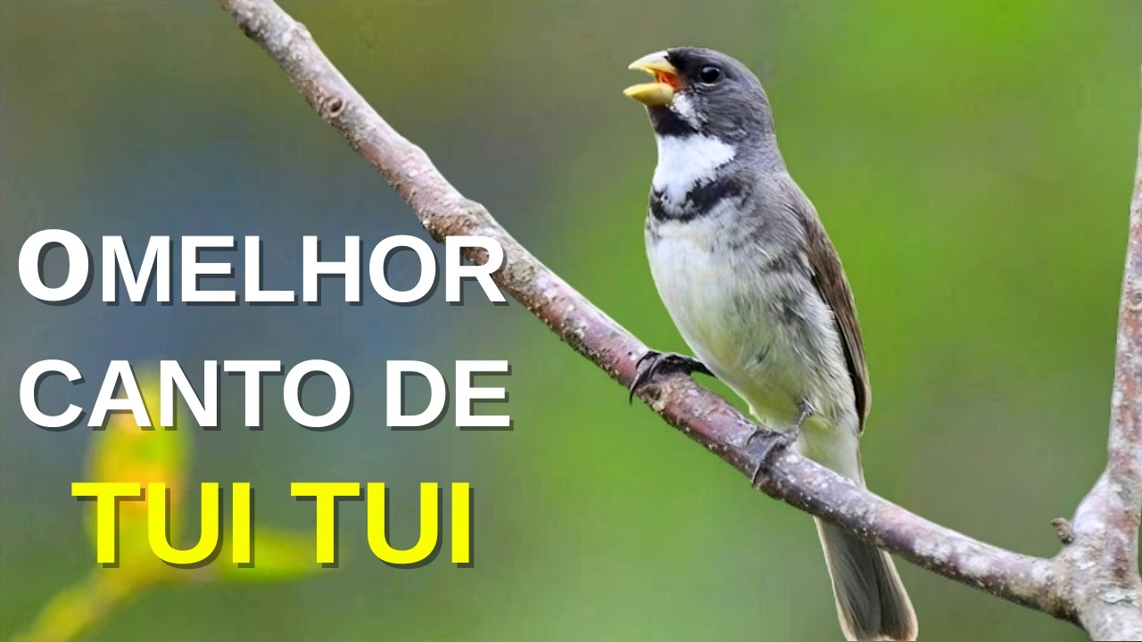 O MELHOR CANTO DE COLEIRO TUI TUI ZEL ZEL POR 10 HORAS