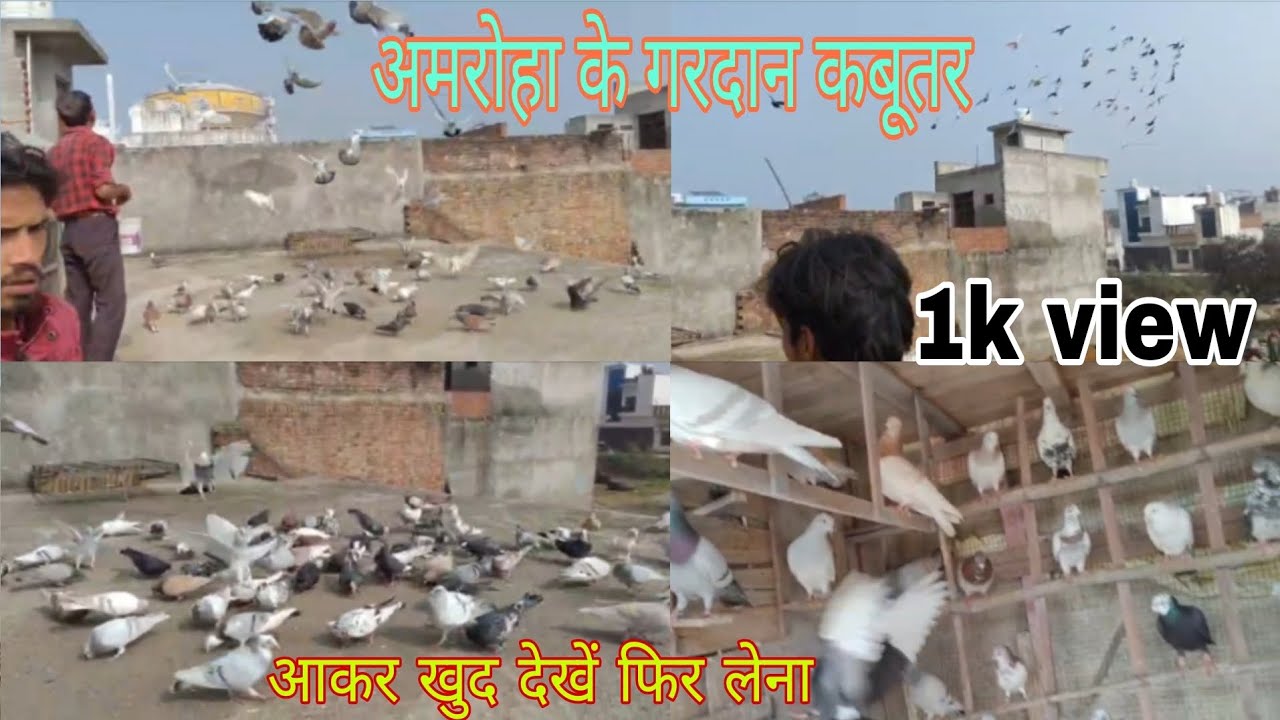 Amroha ke Gardan kabutar 80 k setup 93899 91443