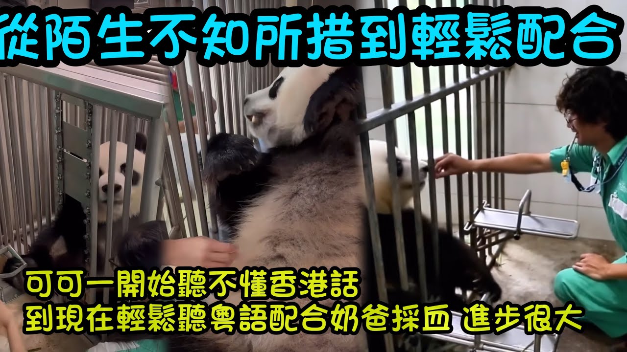 由陌生到輕鬆聽懂粵語配合奶爸採血，行為訓練，安安可可一年多以來成長了很多#熊貓安安 #熊貓可可 #香港大熊貓 #panda 
